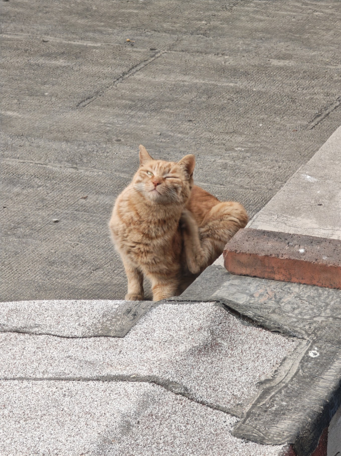 京东京造猫咪干粮