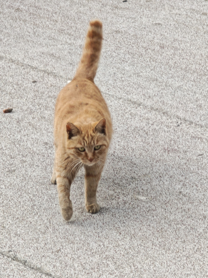 京东京造猫咪干粮