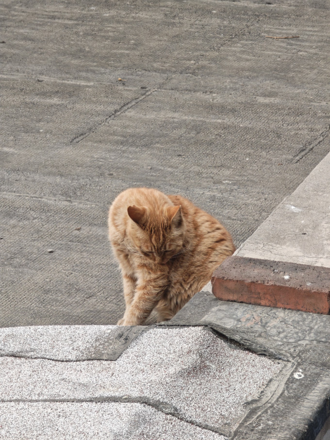 京东京造猫咪干粮