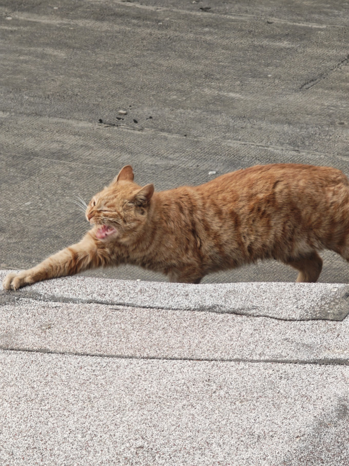 京东京造猫咪干粮