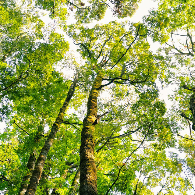 源代码隐形斗篷！Enigma虚拟封装打造商业软件金钟罩