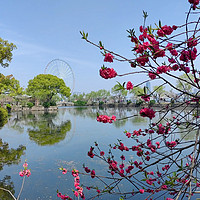 春日无锡：太湖边的樱花盛宴与禅意之旅