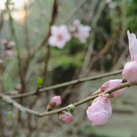 村子里面的桃圃，桃花正盛