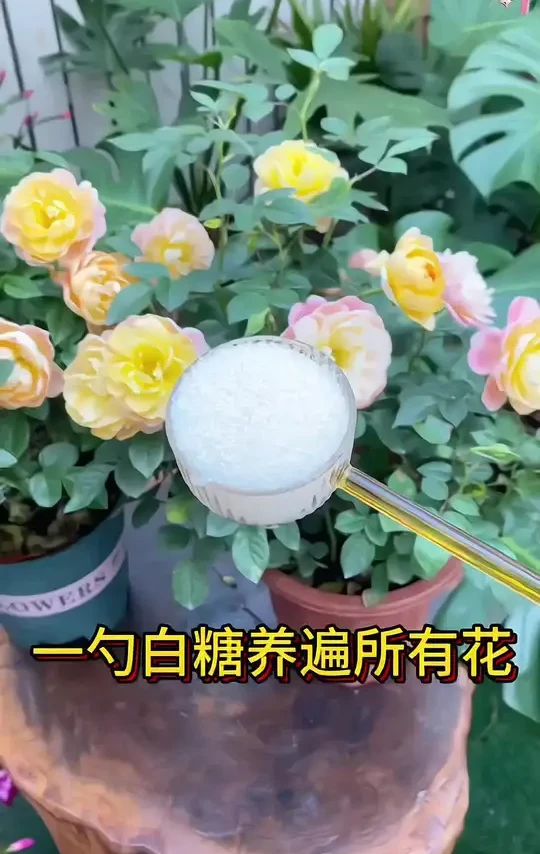 #养花小知识 #鲜花绿植 #室内盆栽 #园艺生活