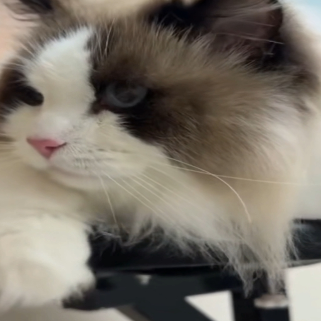 看这布偶猫，多会享受生活