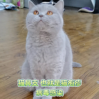 猫咪猫鼻支怎么治疗