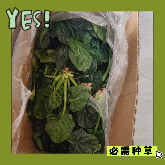 种子