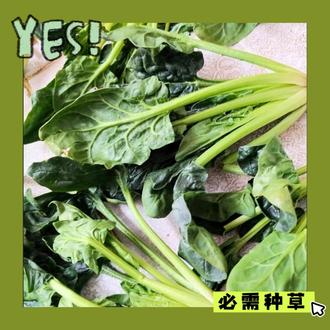种子