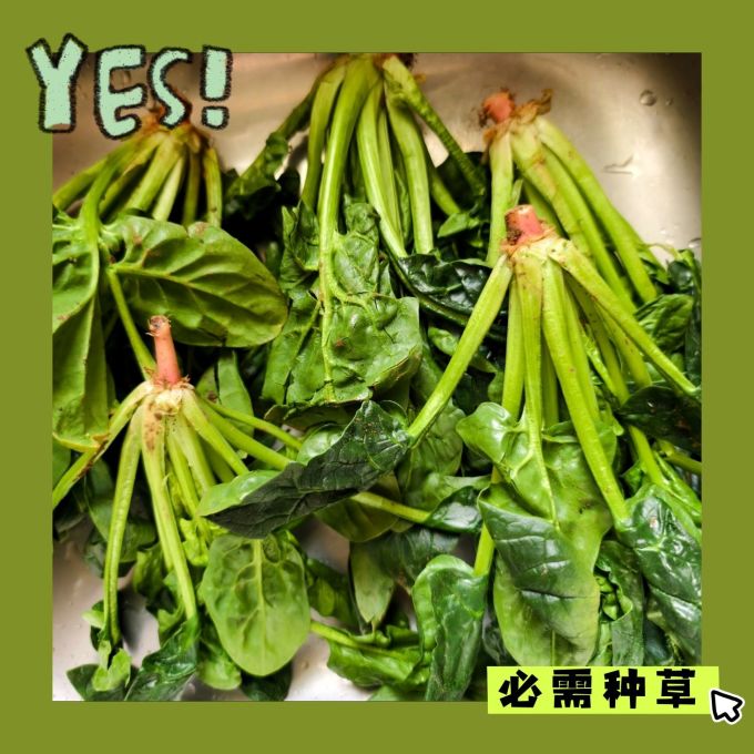 种子