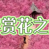 春日花路探险：邂逅花海，共享赏花攻略