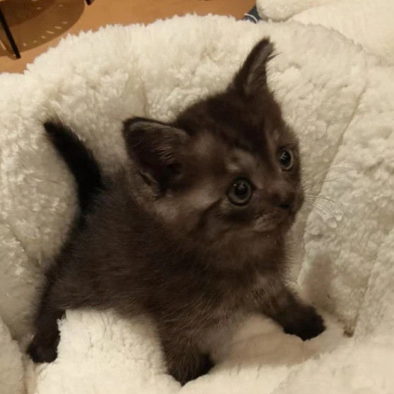 全世界都阻止不了我卖萌！萌新小奶猫“蓝莓”的猫窝猫玩具分享