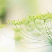 OlaFriend智能耳机，真的那么神吗？
