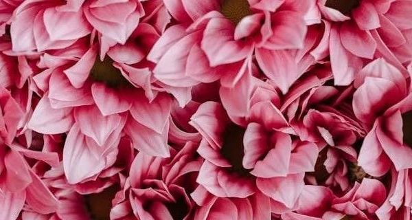 麦富迪BARF生骨肉尝鲜装测评：科学配方与真实体验下的猫咪饮食观察