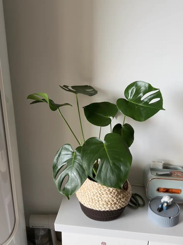春日绿植养护指南｜小盆栽的「元气复活计划」