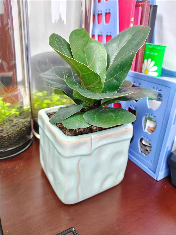 种着玩盆栽