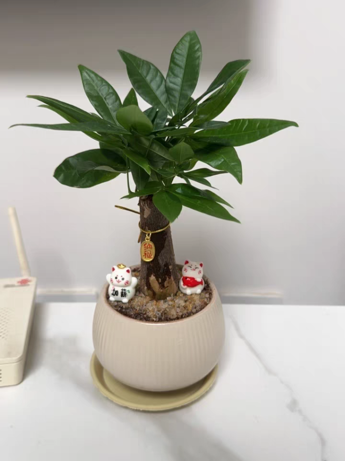 种着玩盆栽