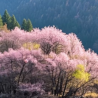  九寨沟春醒，花影藏着整个春天