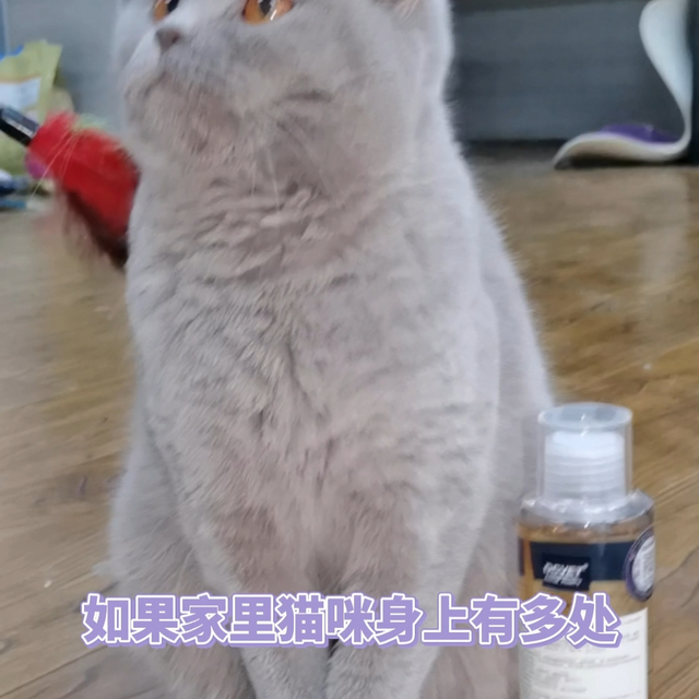 亲测有效！猫咪皮肤病药浴真不是智商税