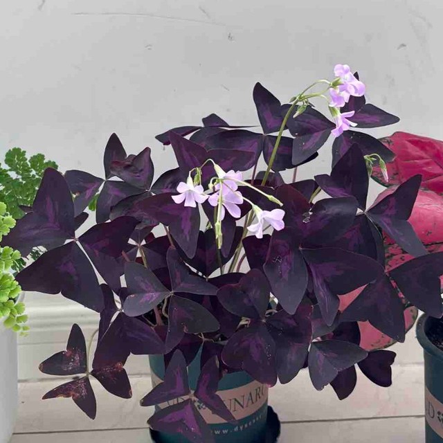室内绿植推荐，亲测好养活
