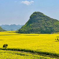 去云南罗平看油菜生产基地，被称作“最美的春天”。