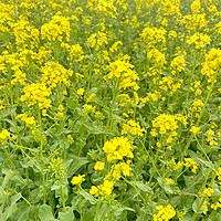 春探花径：油菜花海，赏花攻略共赏