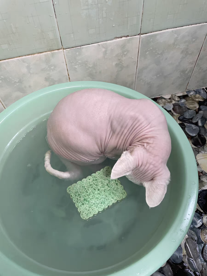 那非普宠物沐浴露