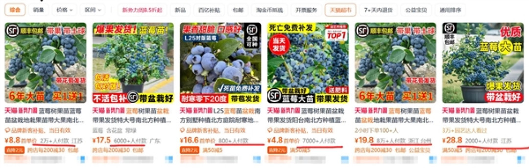 蓝莓盆栽火了：一个月成交超百万盆