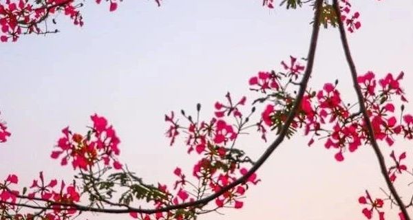 猫咪冻干零食的营养与选购指南