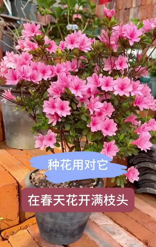 #花卉绿植 #种植小技巧 #肥料新知识