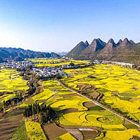 春日盛景：探秘兴义油菜花海