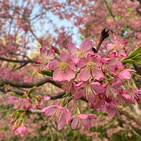 北京玉渊潭：春天里的花海漫游