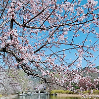 国家植物园赏花之旅：春日里的绚烂篇章