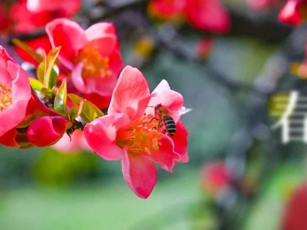春临仲景绘锦绣   药香传承润万家