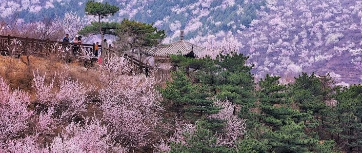 春日观桃花：昌平西峪村桃花林