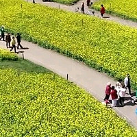 沈阳和平杯足球公园油菜花观赏攻略，沈阳市民“家门口的浪漫🌸