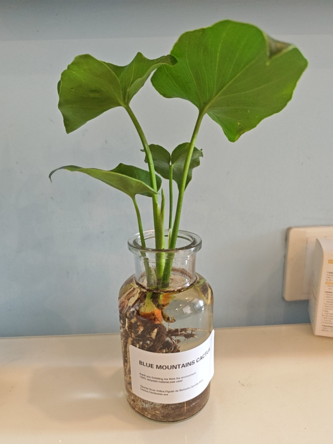 佰花锦盆栽