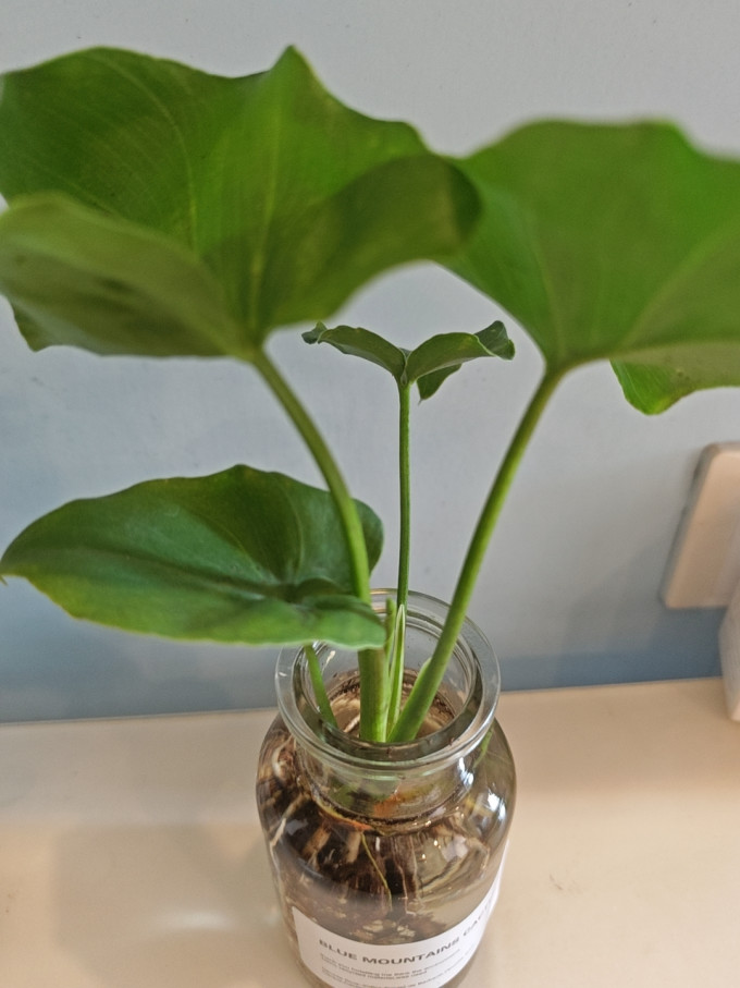 佰花锦盆栽