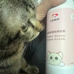 养猫你用这个和不用，完全是两种不同的体验！