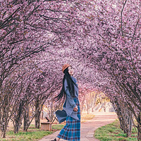 海棠穹顶×迎春花瀑：一键开启春日大片模式