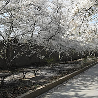 武汉大学樱花季，浪漫赏花必备攻略！