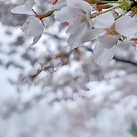 🎓樱花季来啦！武大赏樱攻略大放送🌸