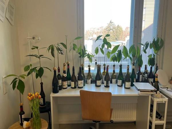 南京一女子用“酒瓶养牛油果”火了，好美，网友：好想和你做朋友