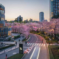 日本赏樱完整指南：把握赏花期，精准预测花开时间就要注意这一点