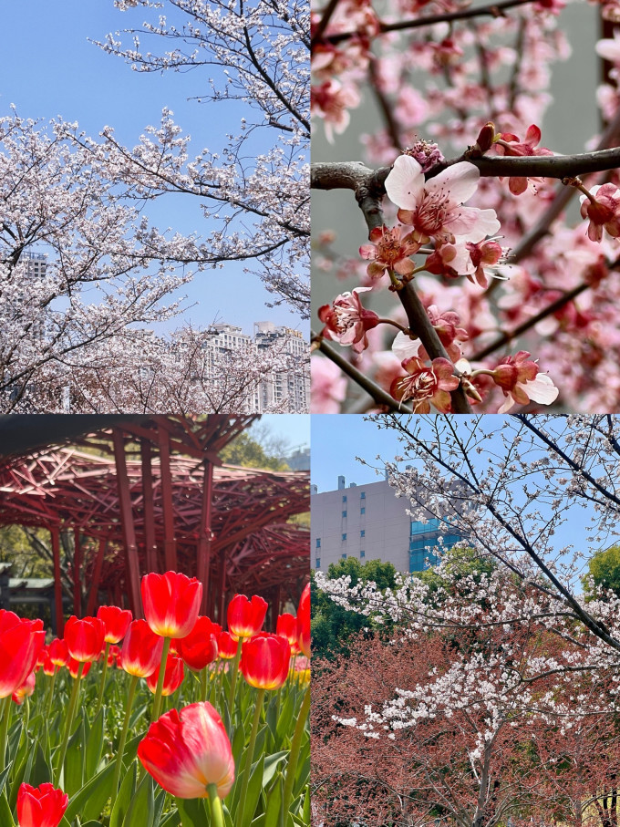 京东鲜花国内自由行