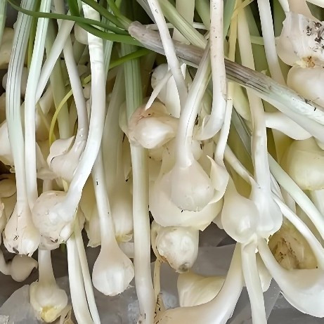 户外踏青，挖野葱
