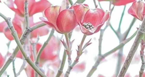 BioGaia拜奥罗伊氏乳杆菌滴剂10ml产品观察：专利菌株与婴幼儿肠道健康的双向探索