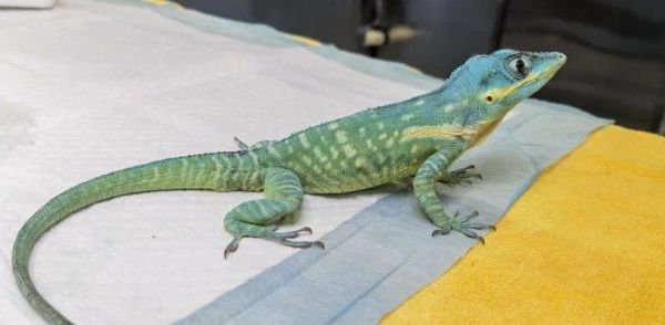 异宠接诊案例分享