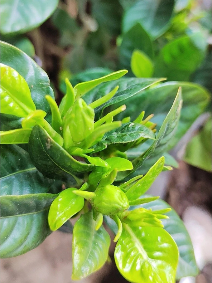 鲜花绿植