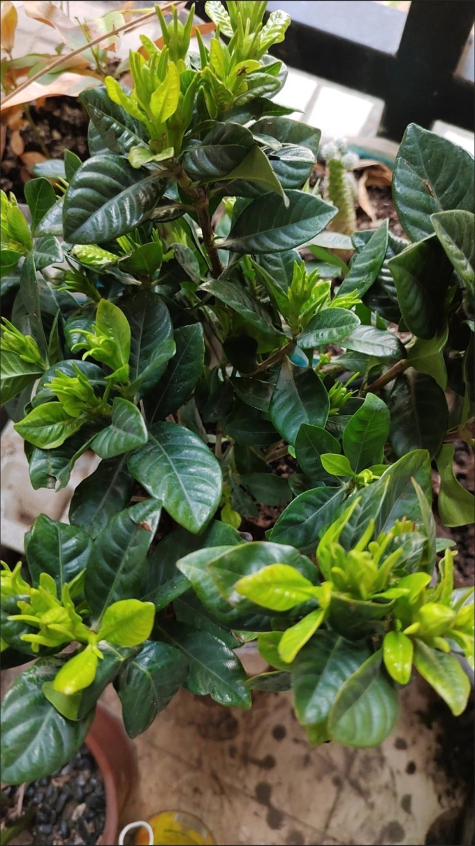 鲜花绿植