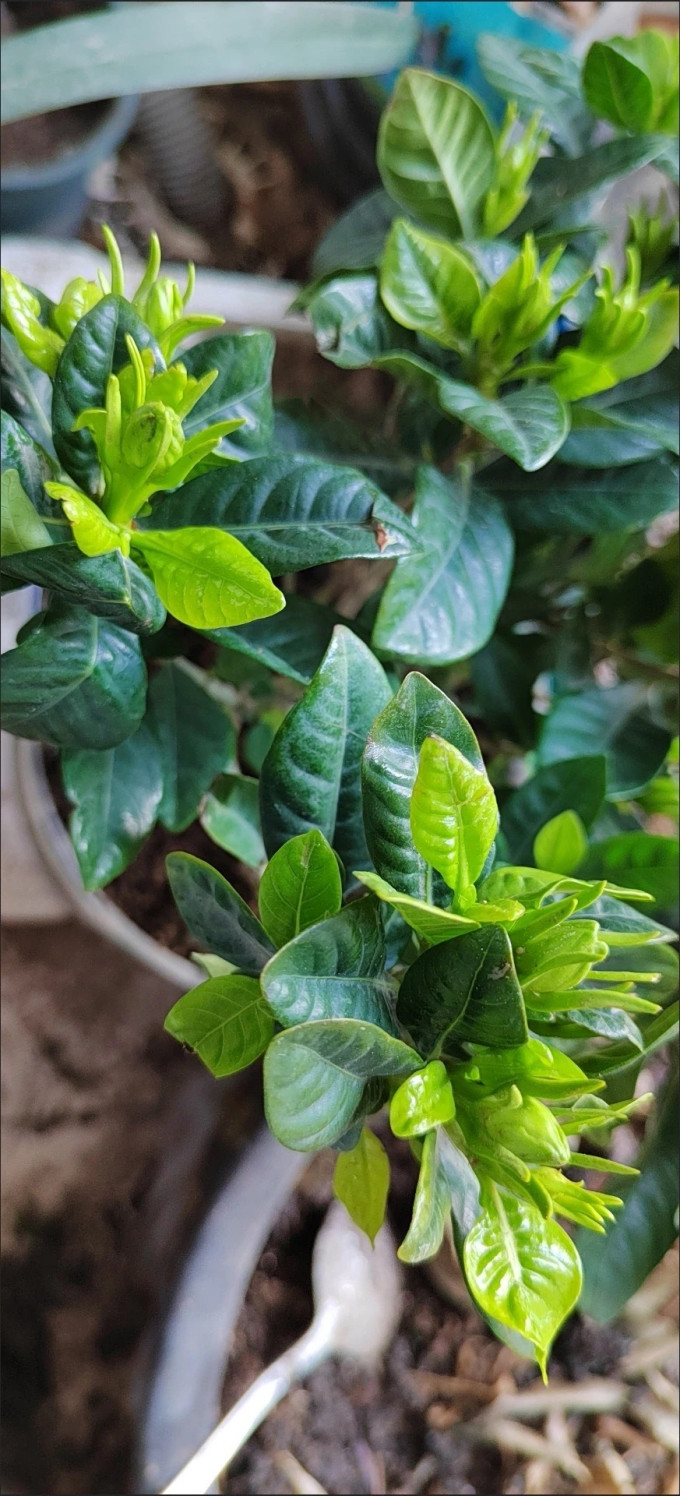 鲜花绿植